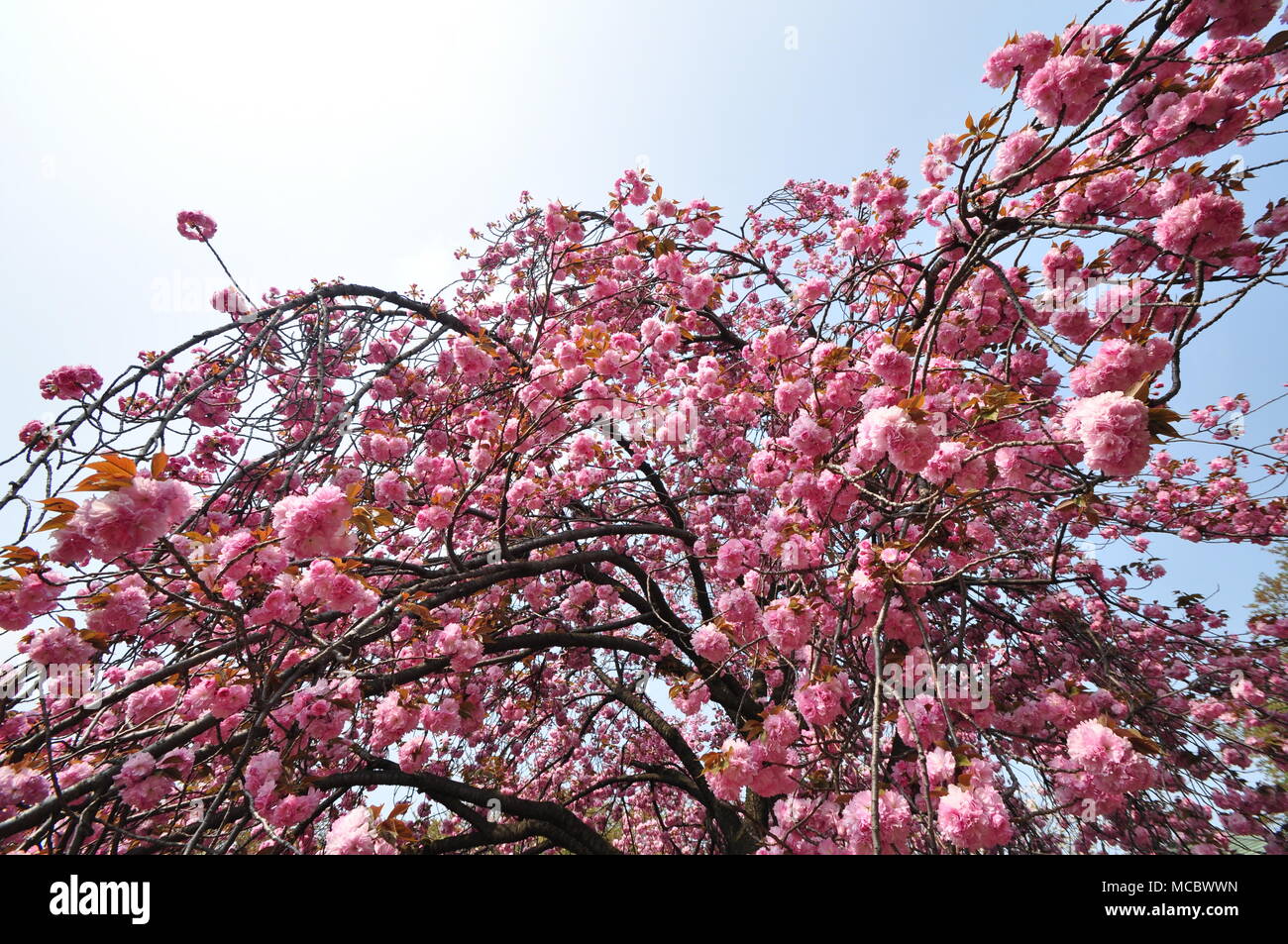 Cherry Blossoms at Negishi Forest Park, Yokohama, Japan Stock Photo