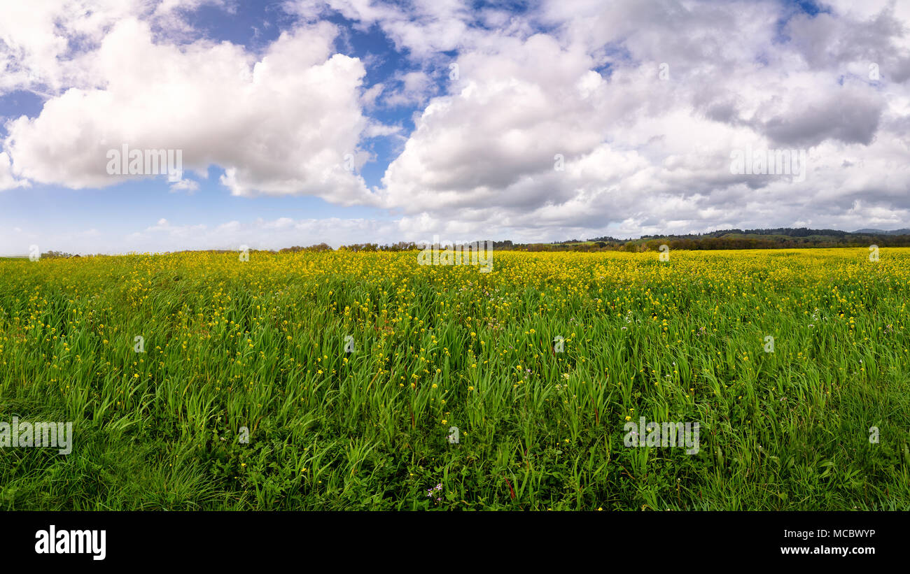 A vast expanse of yellow mustard flowers in Northern California Stock
