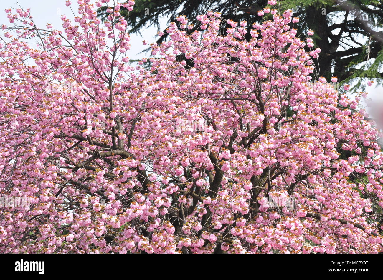 Cherry Blossoms at Negishi Forest Park, Yokohama, Japan Stock Photo