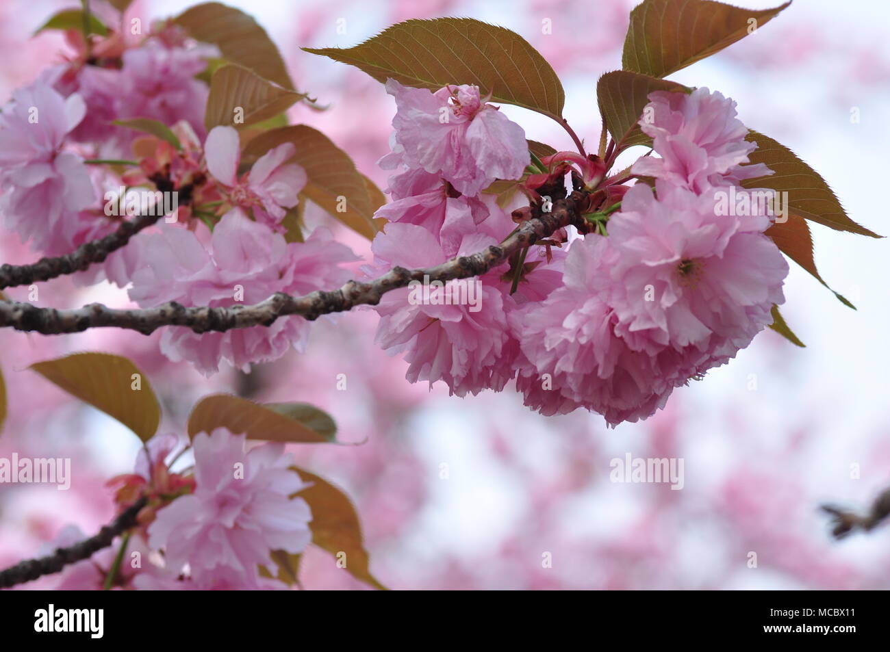 Cherry Blossoms at Negishi Forest Park, Yokohama, Japan Stock Photo - Alamy