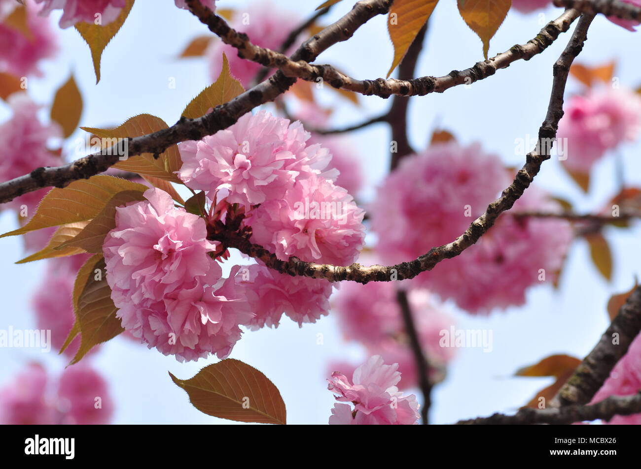 Cherry Blossoms at Negishi Forest Park, Yokohama, Japan Stock Photo