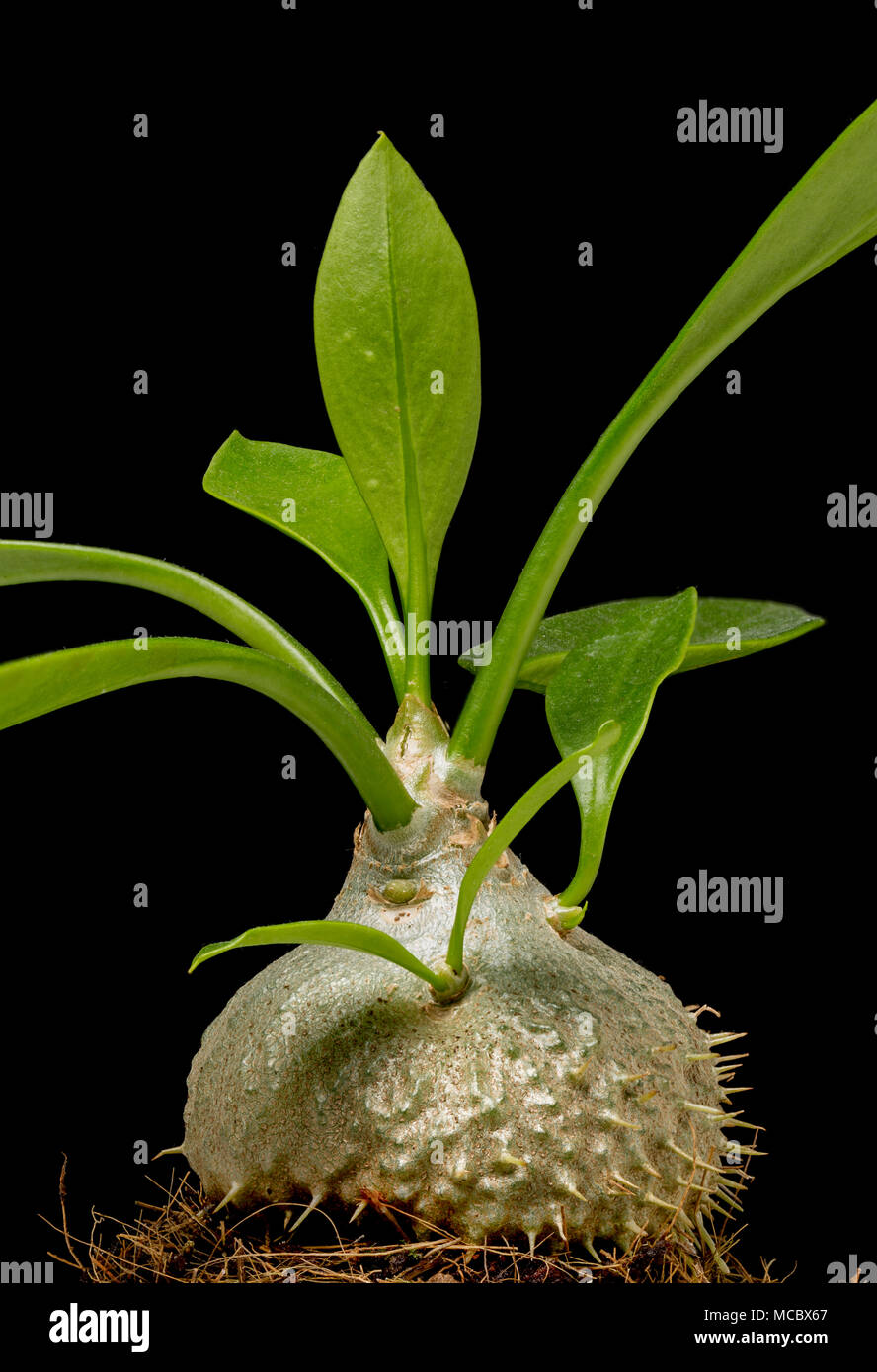 Australian Ant Plant, Myrmecodia beccarii, an epiphytic plant that has a symbiotic relationship with ants, which live in the bulbous caudex. Stock Photo