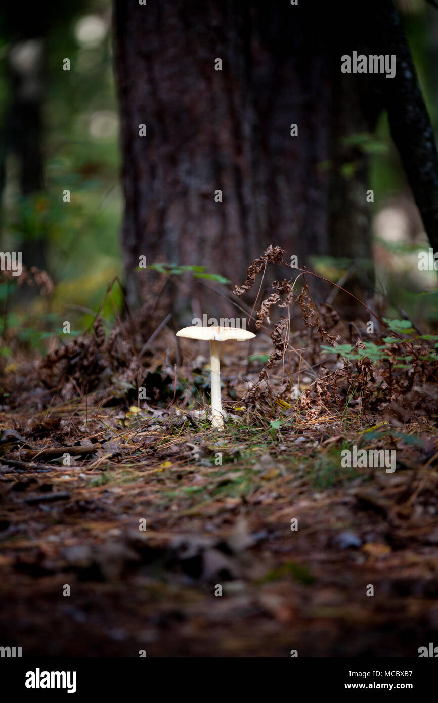 An Eastern North American Destroying Angel (Amanita bisporigera) mushroom grows from the forest floor Stock Photo