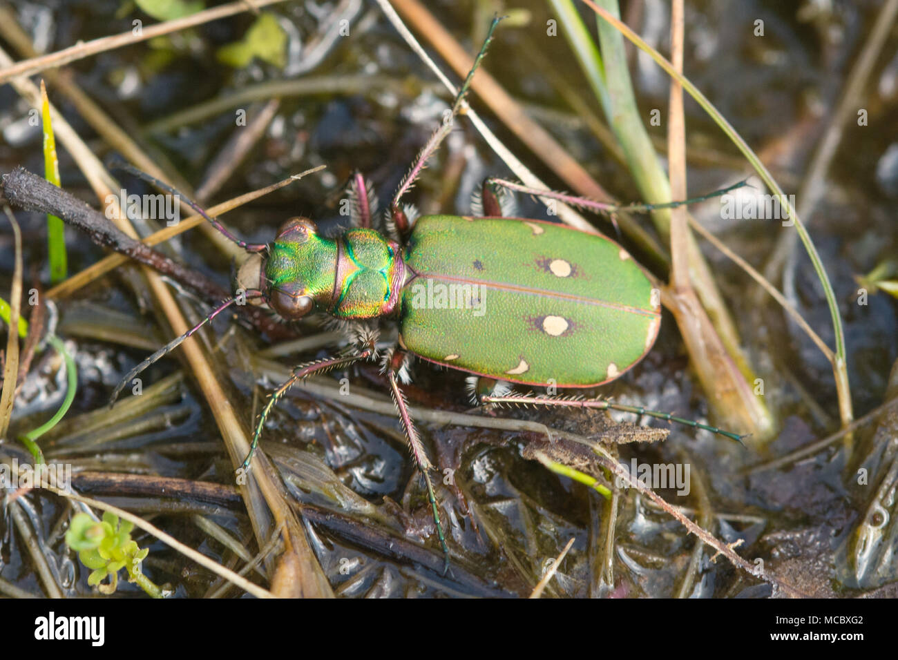 Green tiger beetle (Cicindela campestris), UK Stock Photo