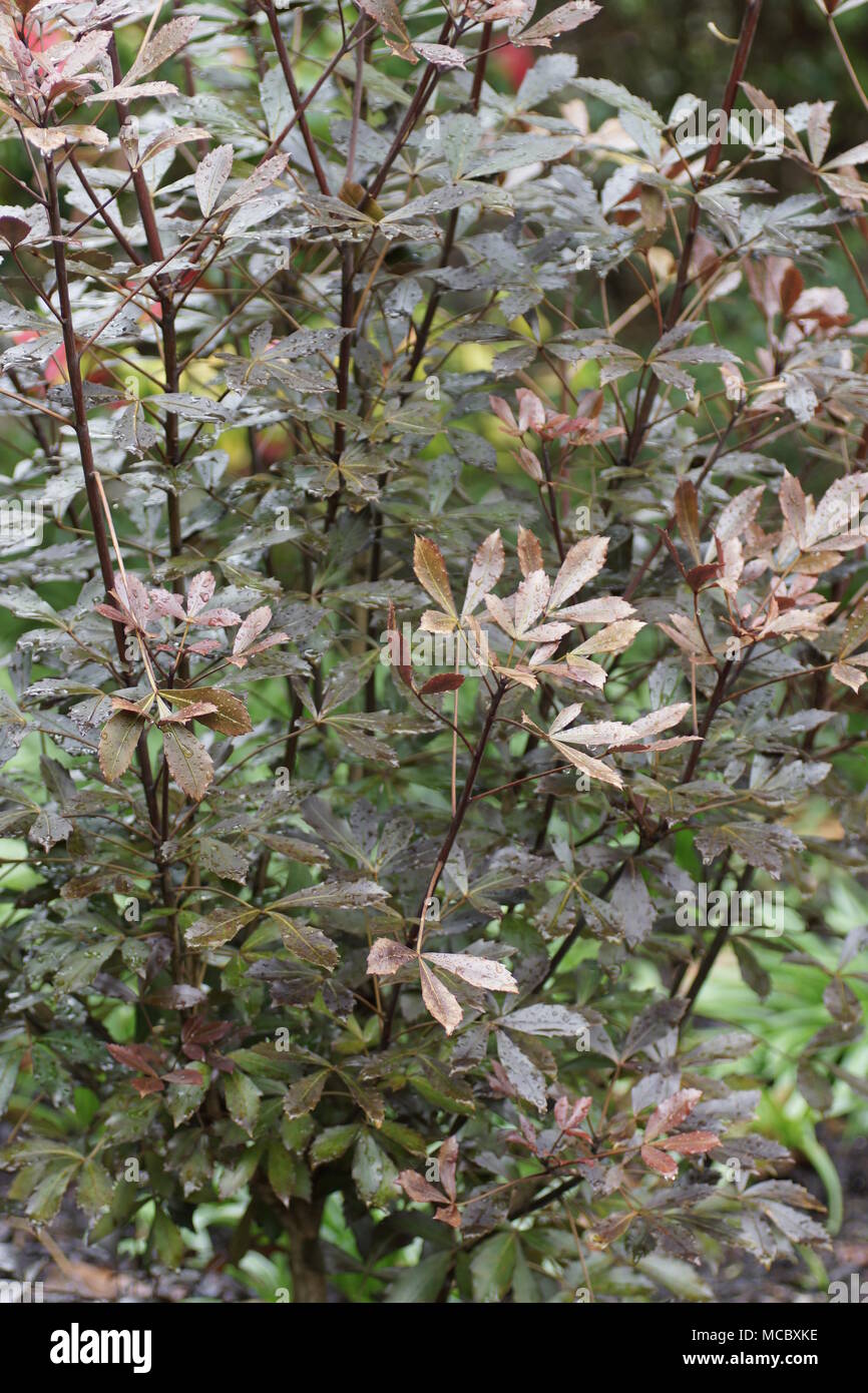 Coloured foliage of Pseudopanax lessonii 'Purpureus' Stock Photo
