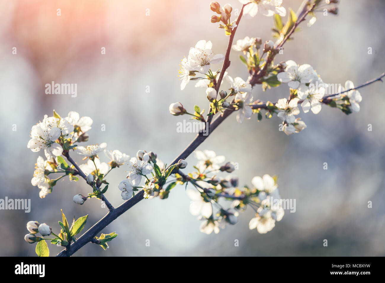 White cherry flowers on spring time Stock Photo