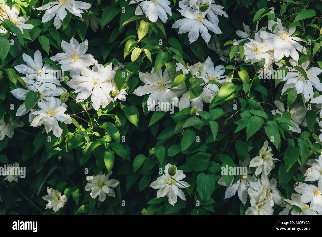 Clematis flowers closeup Stock Photo