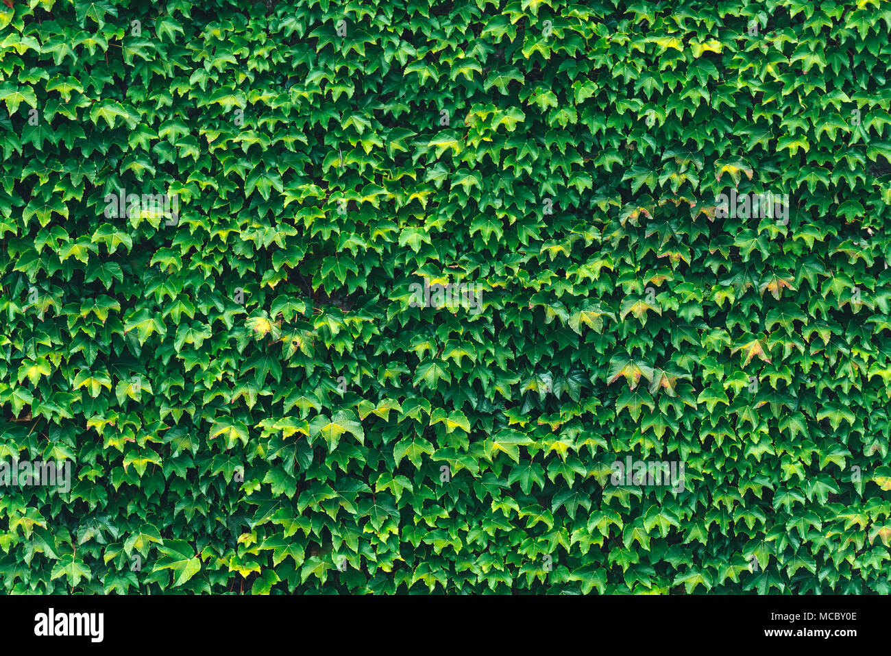 Texture of ivy leaves closeup. Green wall. Stock Photo
