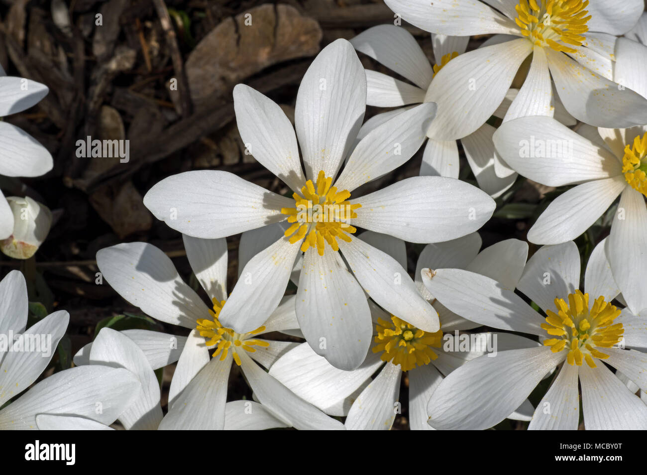 Blood Root blooming in the early morning sun. Sanguinaria canadensis is a perennial, herbaceous flowering plant native to eastern North America. Stock Photo