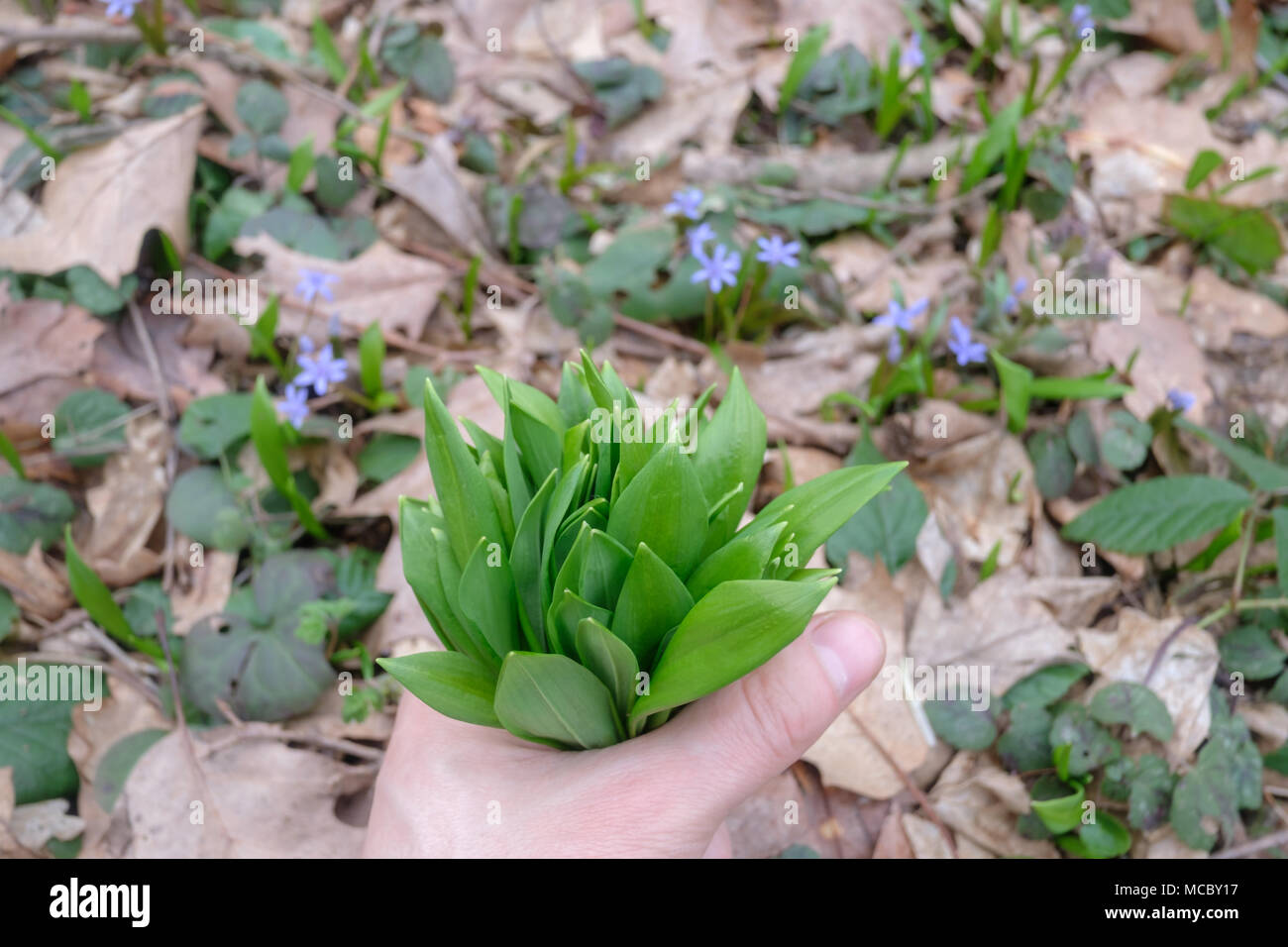 Wild garlic in man hand Stock Photo