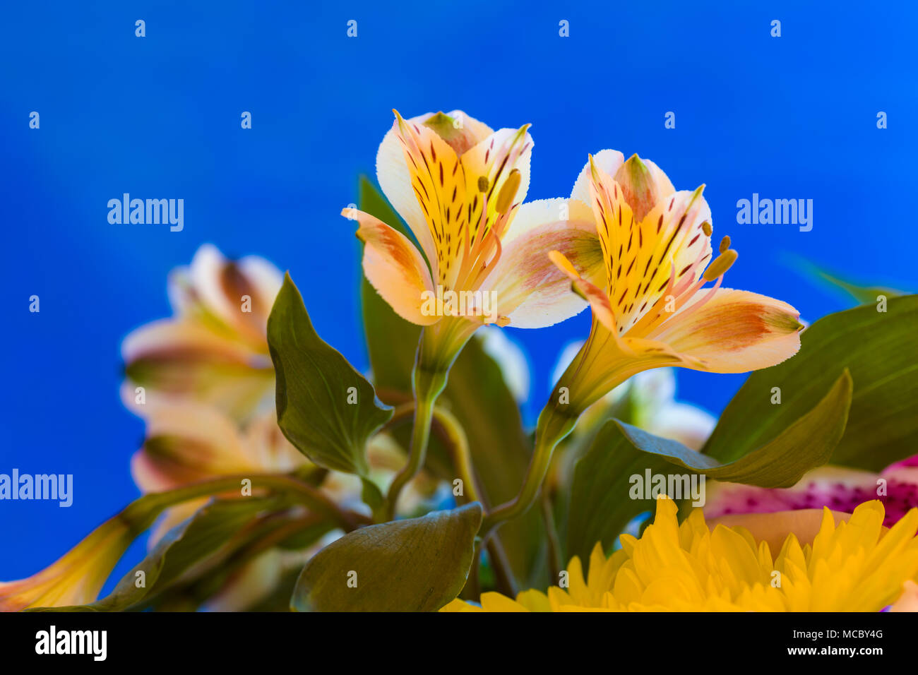 Closeup of yellow Alstroemerias flowers commonly know as Peruvian Lilies or Lily of the Incas against a blue background Stock Photo