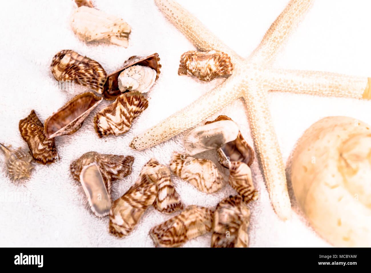Muschelschalen und Seestern; cockles and starfish Stock Photo