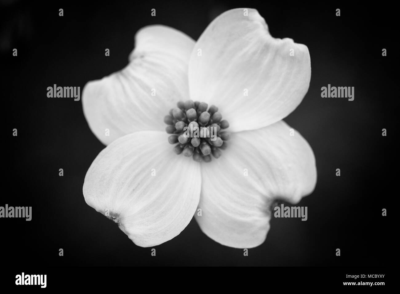 North Carolina Dogwood tree blooming Stock Photo Alamy