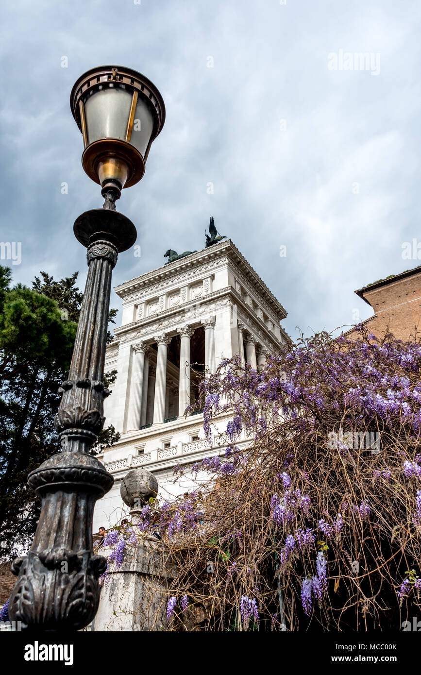 Looking up from steps of Capitoline Hill, Rome, with black lamp post in front of Vittorio Emanuele II columns and blooming wisteria flowers in spring. Stock Photo