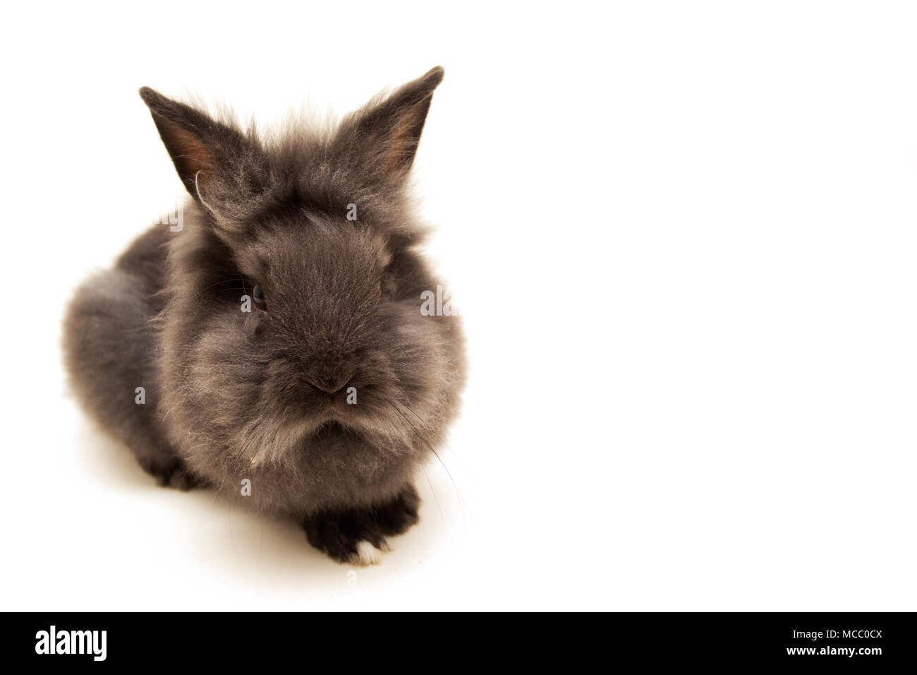 Small cute black pet rabbit with short ears in a garden isolated