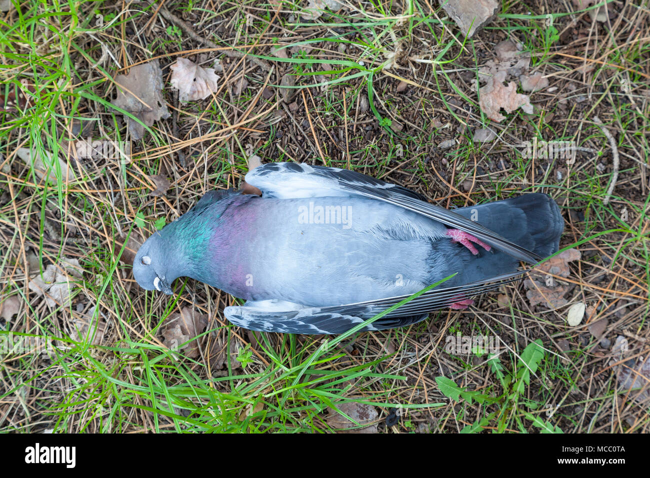 Body of a dead pigeon lying on the ground underside up. Fresh body, no signs of predation, no injury, intact, healthy looking weight. Unknown causes. Stock Photo
