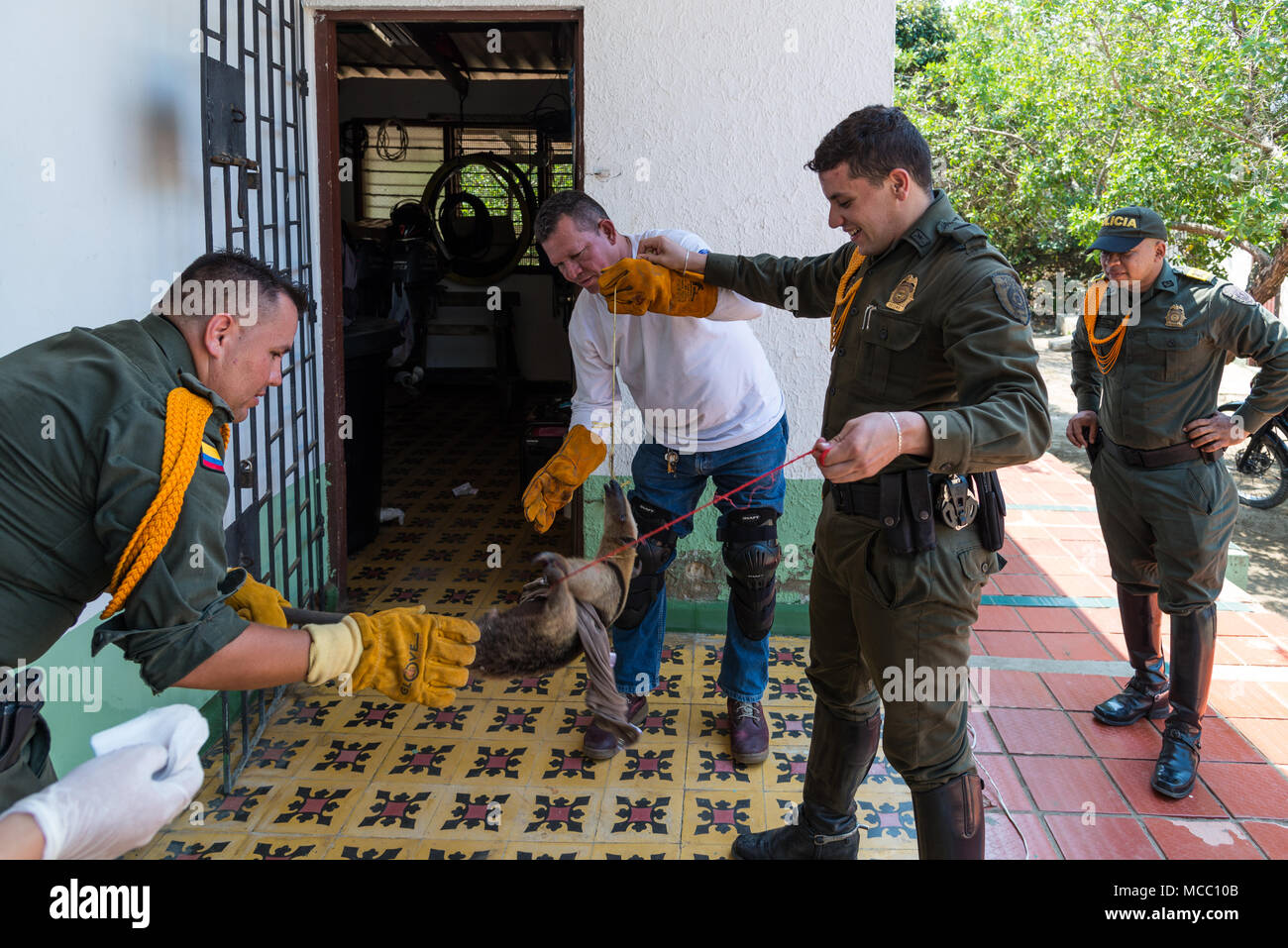 Park rangers wrestle an injured ant-eater to provide medical treatment. Parque Isla de Salamanca. Colombia, South America. Stock Photo