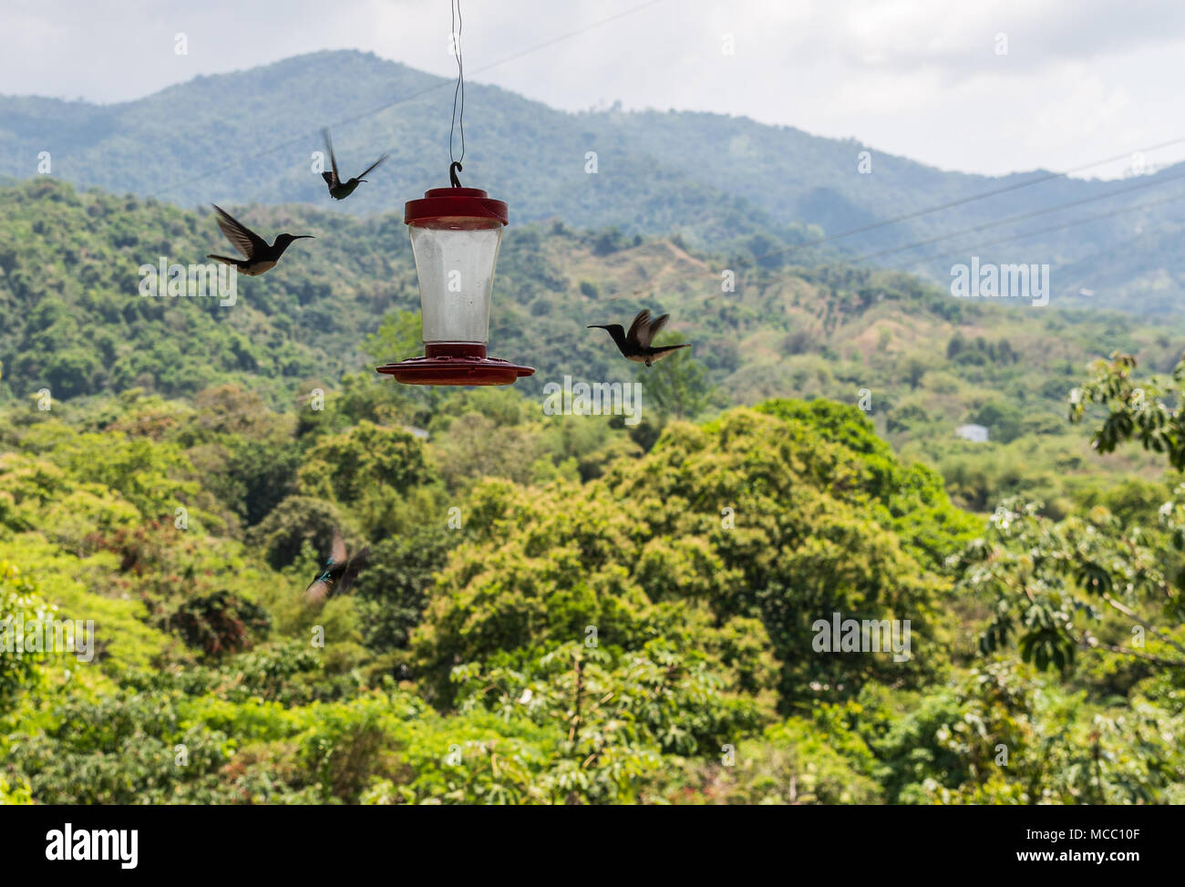 Hummingbirds feeding at a feeder in the foothills of Sierra Nevada, Minca, Northern Colombia, South America. Stock Photo