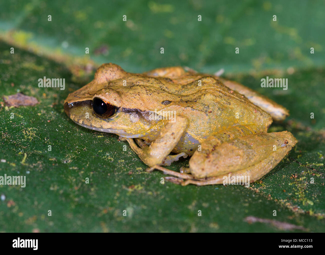 Golden Rain Frog on a green leaf. Colombia, South America. Stock Photo