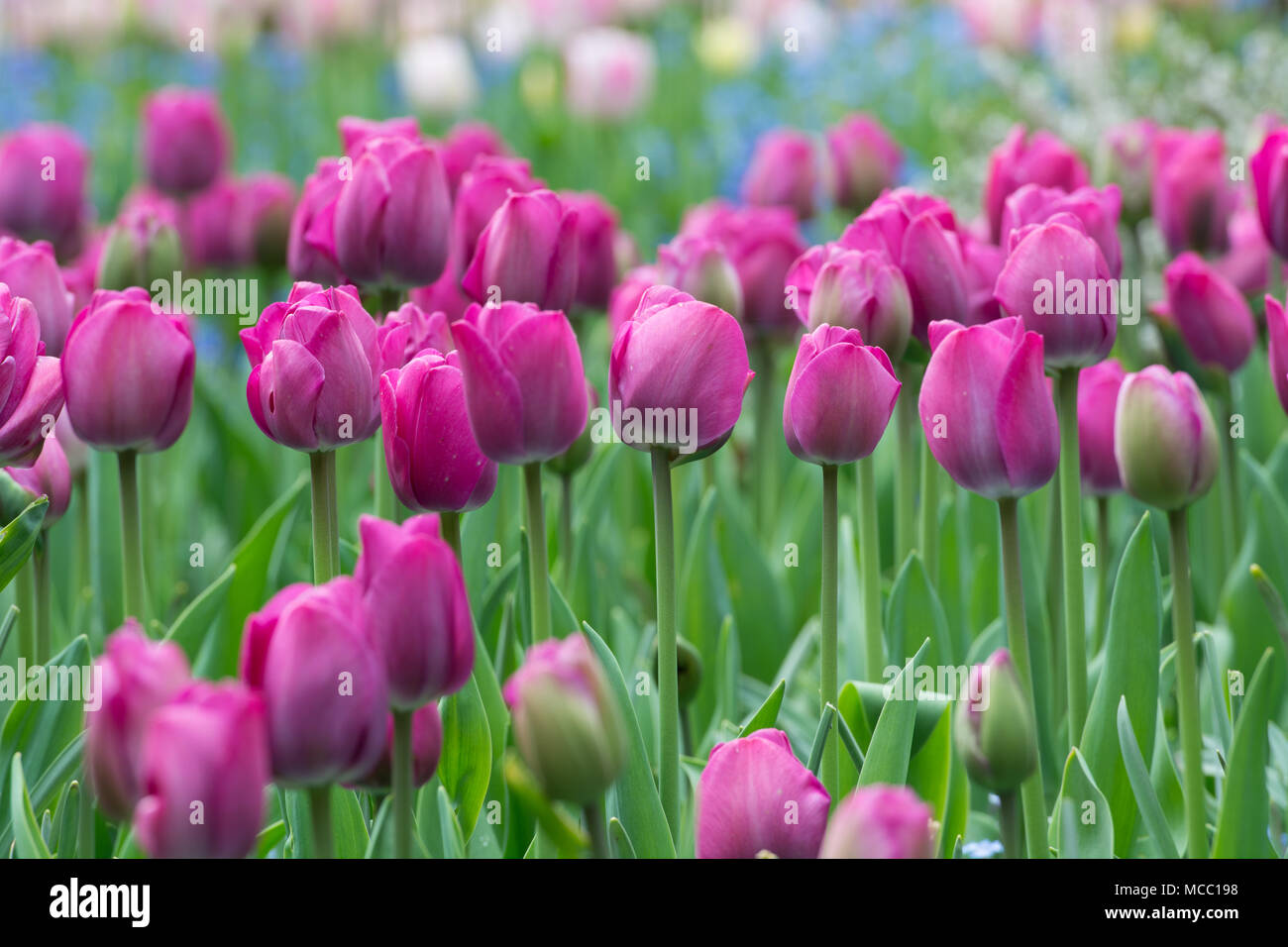 Spring tulips in bloom, Butchart Gardens, Vancouver Island, Canada