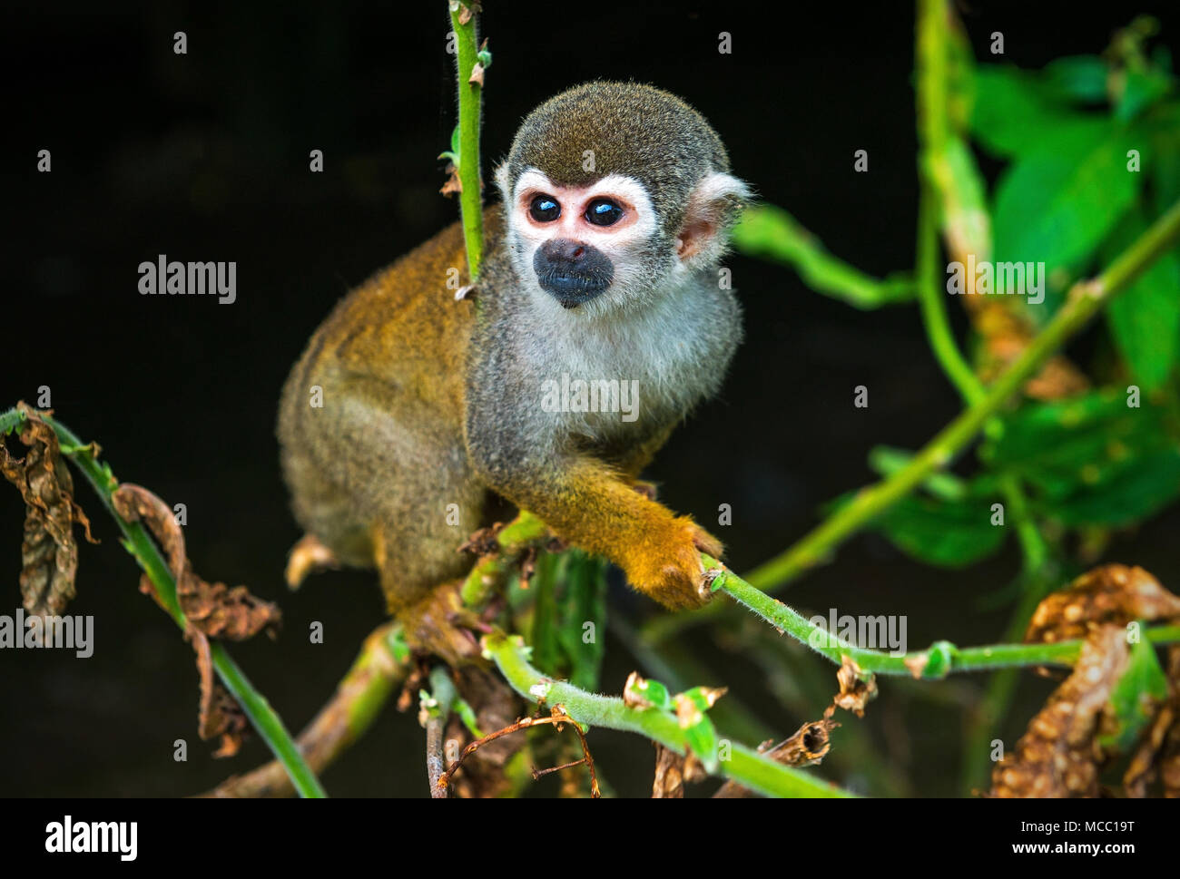 Portrait of a Squirrel Monkey (Saimiri) in the tropical rainforest of the Amazon river basin inside the Cuyabeno Wildlife Reserve in Ecuador. Stock Photo