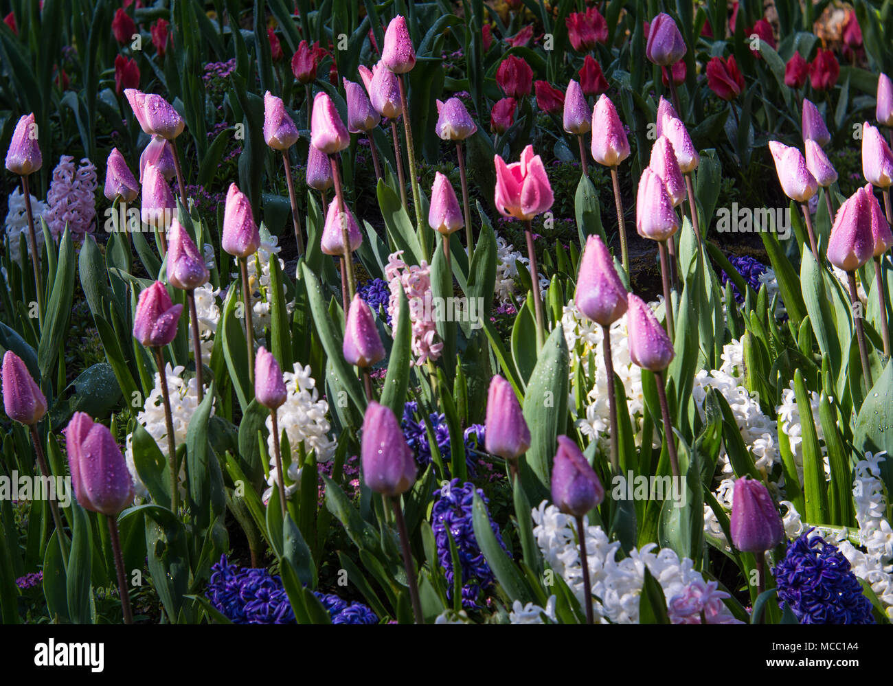 Spring tulips in bloom, Butchart Gardens, Vancouver Island, Canada