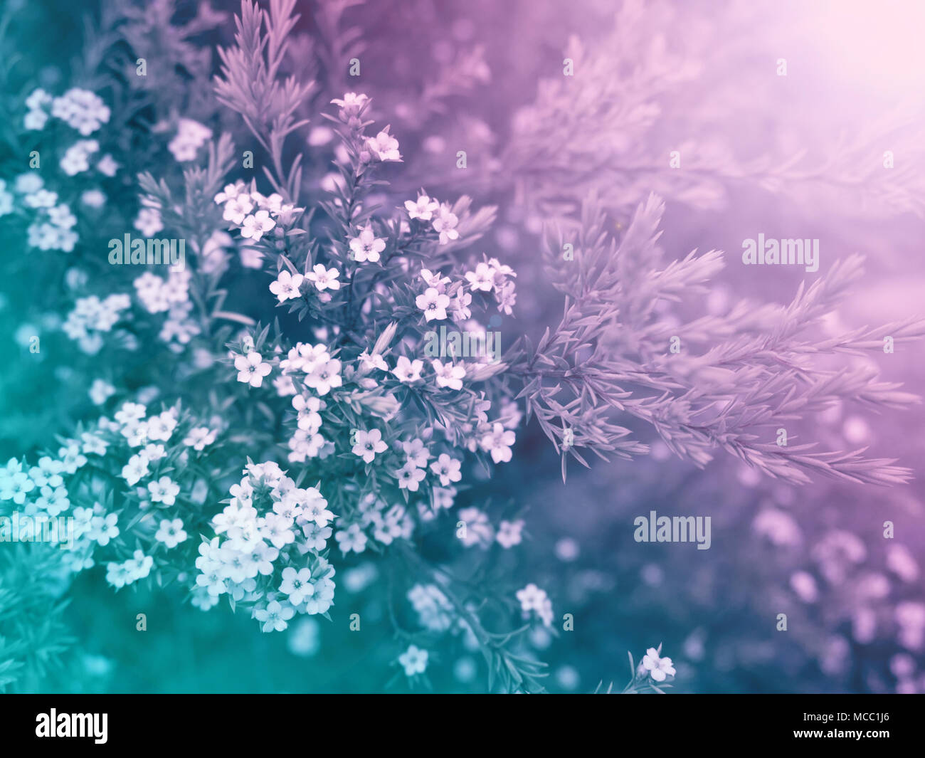 Beautiful small white diosma flowers on the colorful blurred background. Floral desktop.Toned image. Stock Photo