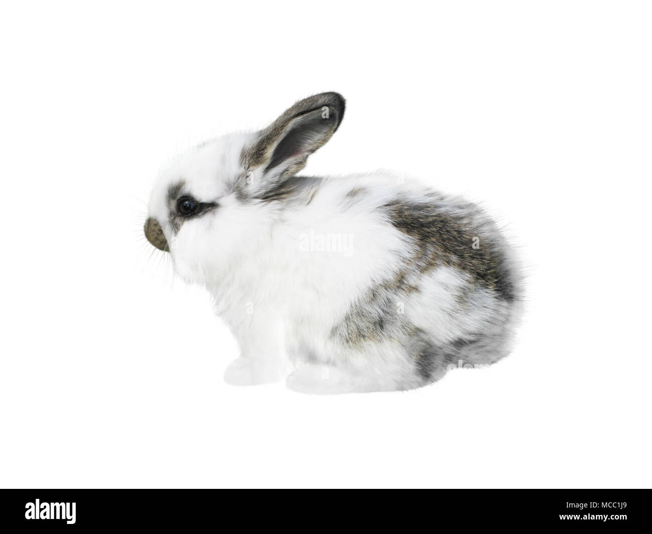 White little spotty rabbit isolated on white Stock Photo