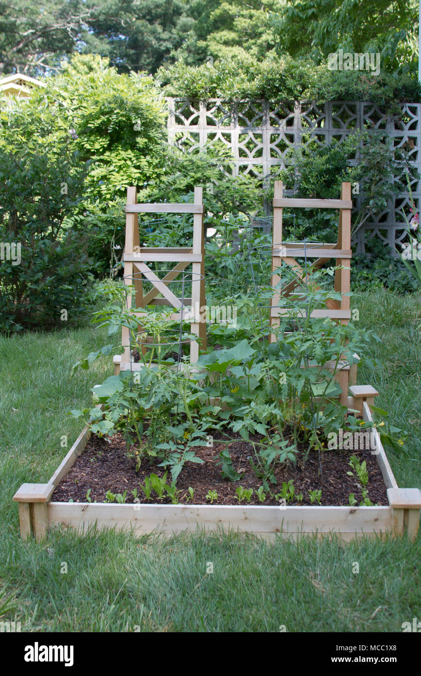 A thriving container vegetable garden among backyard grass planted with cucumbers, tomatoes, herbs,  and a variety of greens in summer Stock Photo