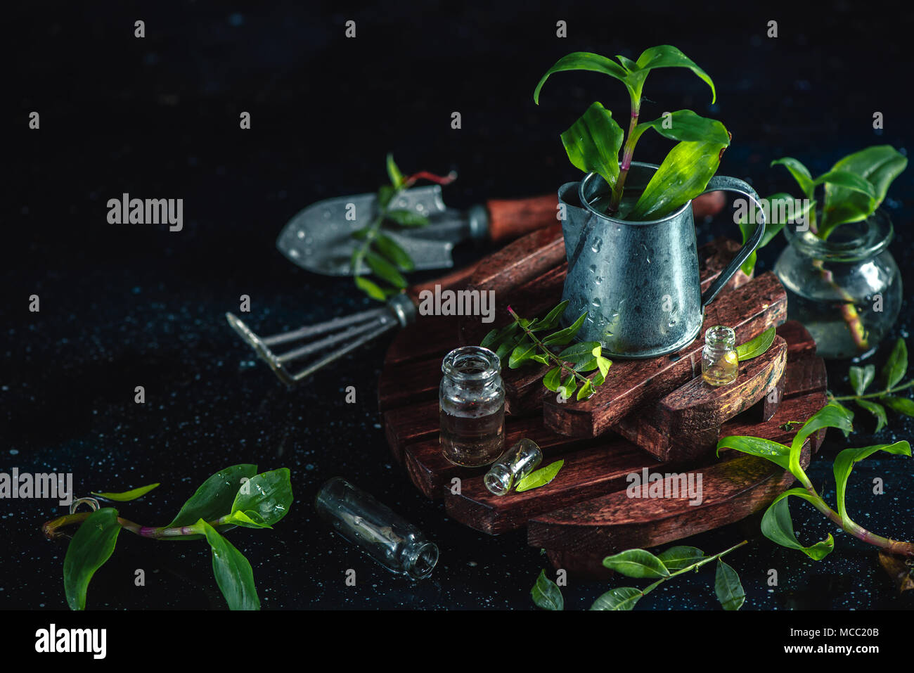 Gardeners tools, tiny watering can, spade and rakes on a dark background with fresh green leaves, water drops bokeh and golden sparks. Spring concept  Stock Photo