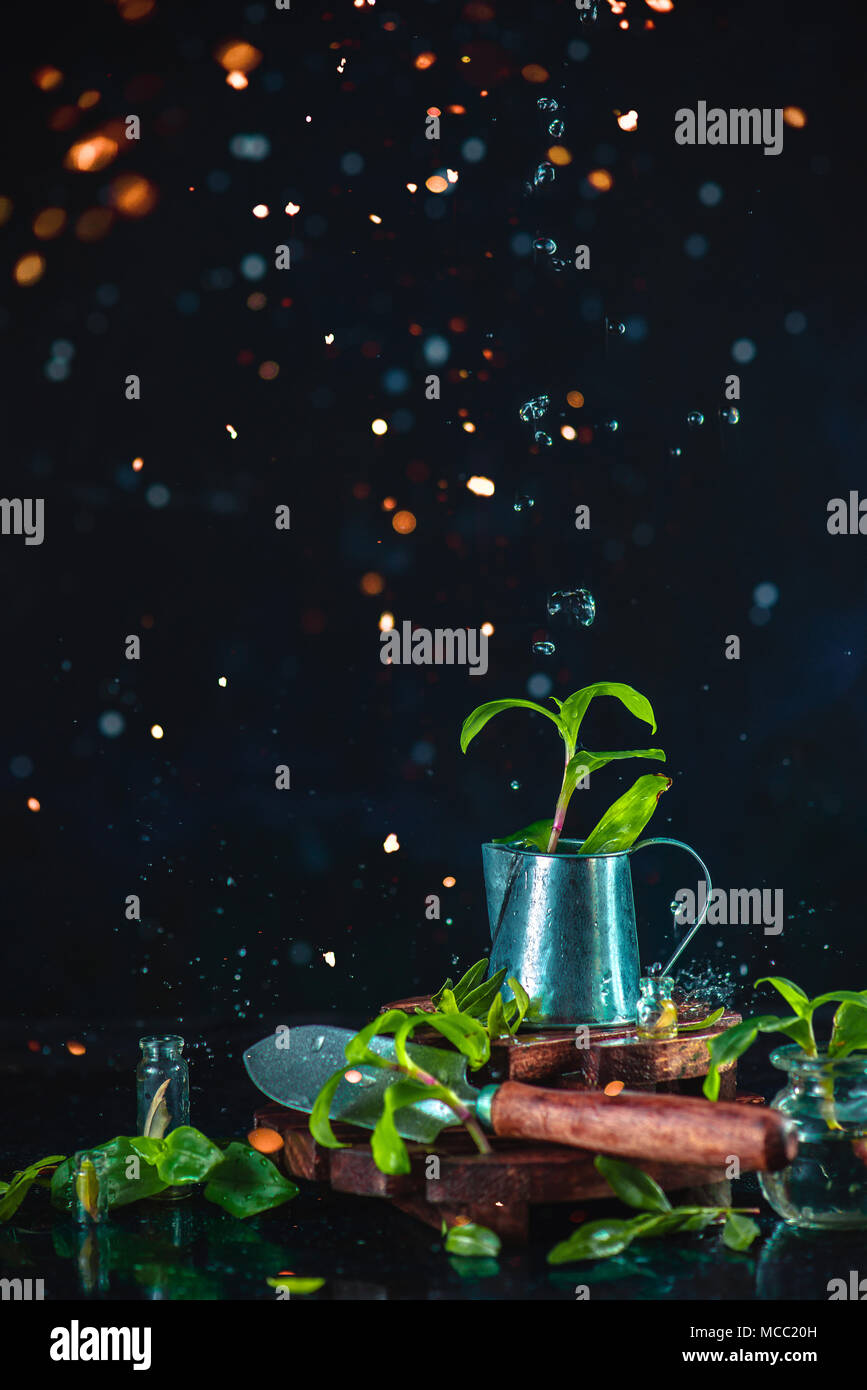 Gardeners tools, tiny watering can and spade on a dark background with fresh green leaves, water drops bokeh and golden sparks. Spring concept with co Stock Photo