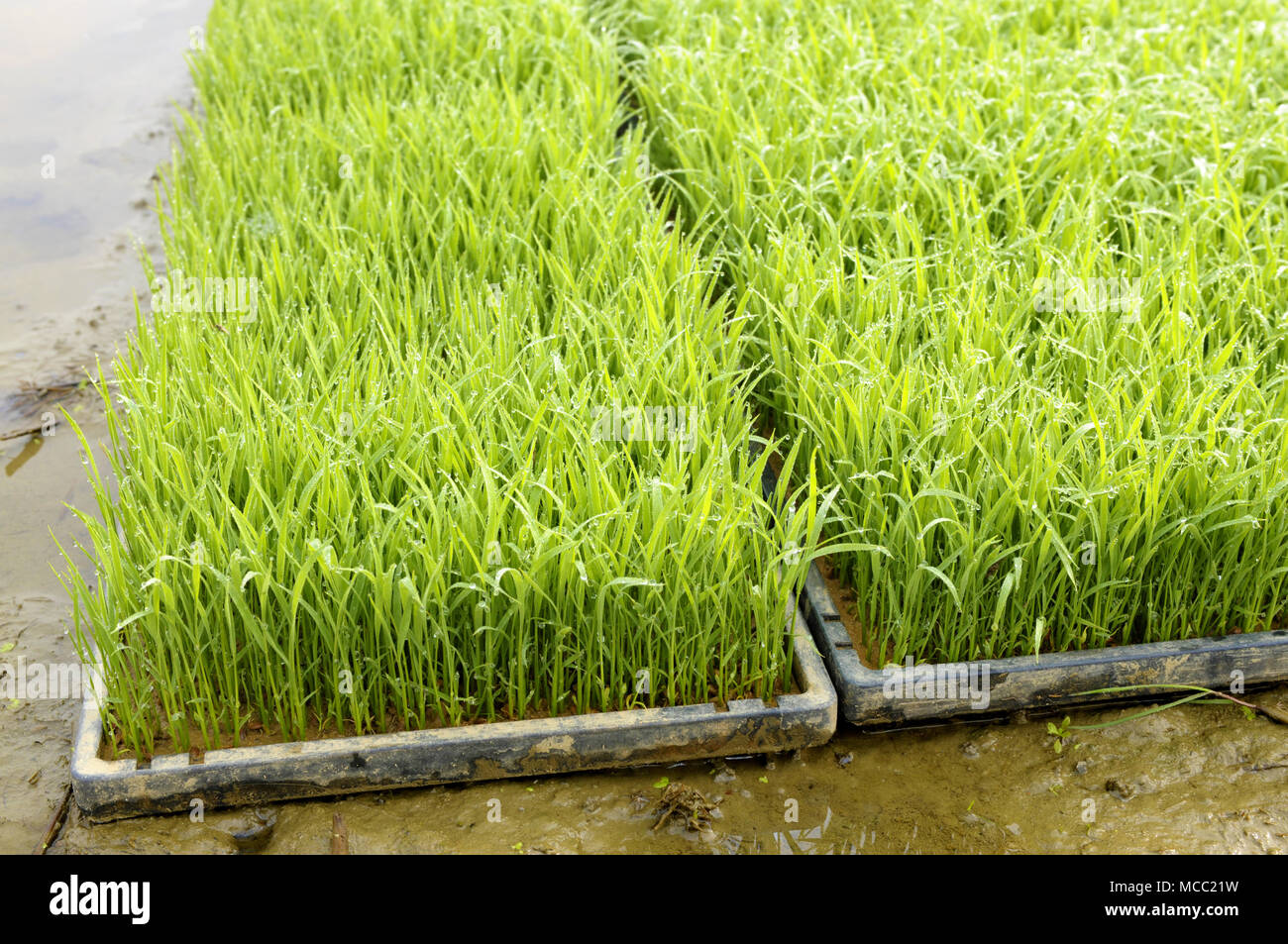 Young rice plant seedlings ready for planting growing in trays at edge