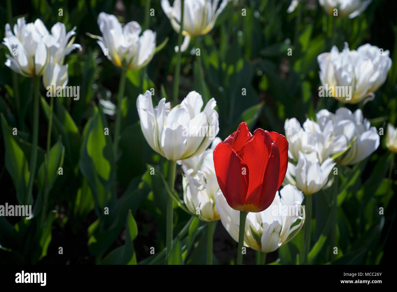 Toronto Botanical Garden in springtime with red and white tulips. Stock Photo