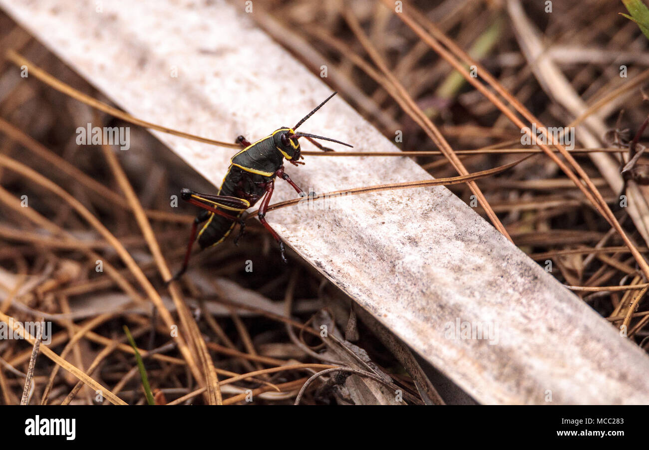 Juvenile Brown and yellow Eastern lubber grasshopper Romalea microptera also called Romalea guttata climbs on grass and leaves in Immokalee, Florida Stock Photo