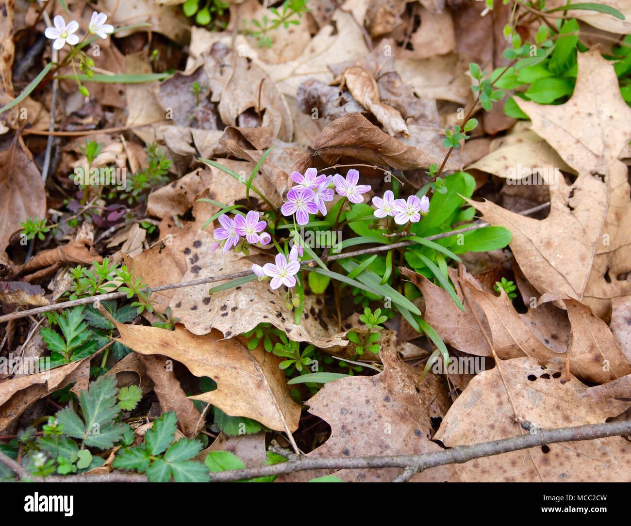 A bouquet of dainty spring beauty flowers in a forest. Stock Photo