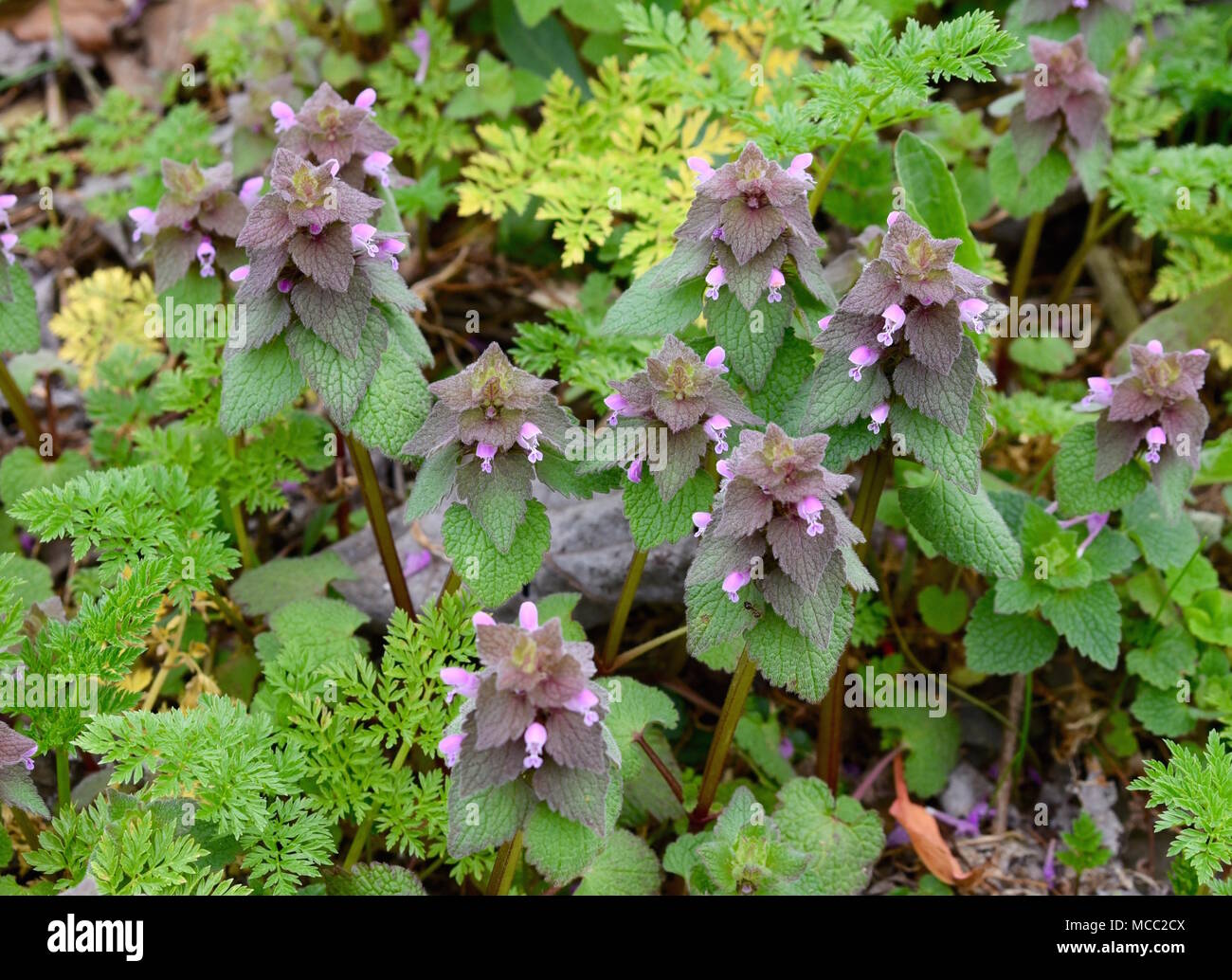 A group of red dead nettle plants with pink flowers and purple and green leaves. Stock Photo