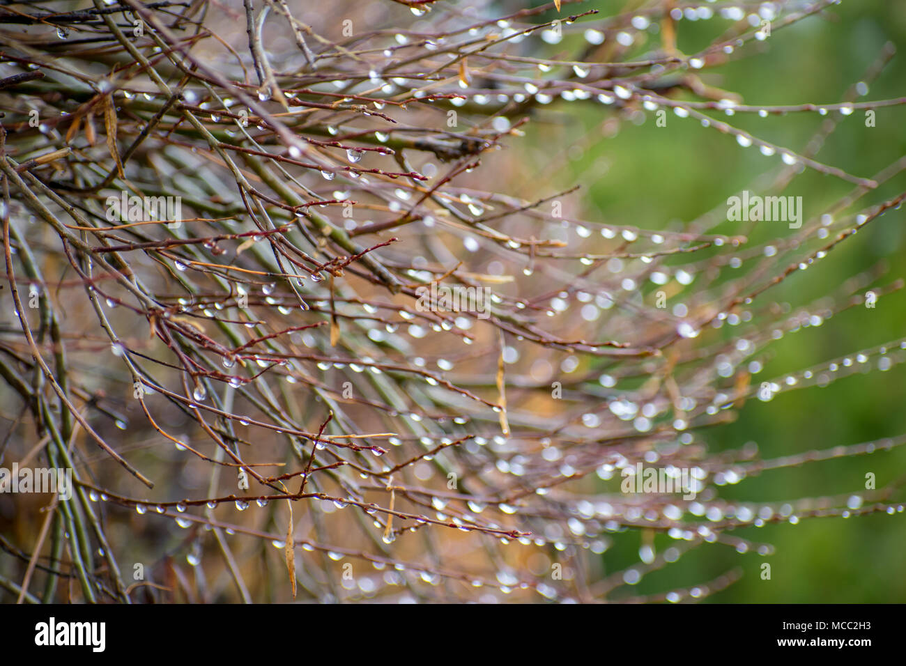Mountain Rain Dripping From Tree Branches Stock Photo Alamy