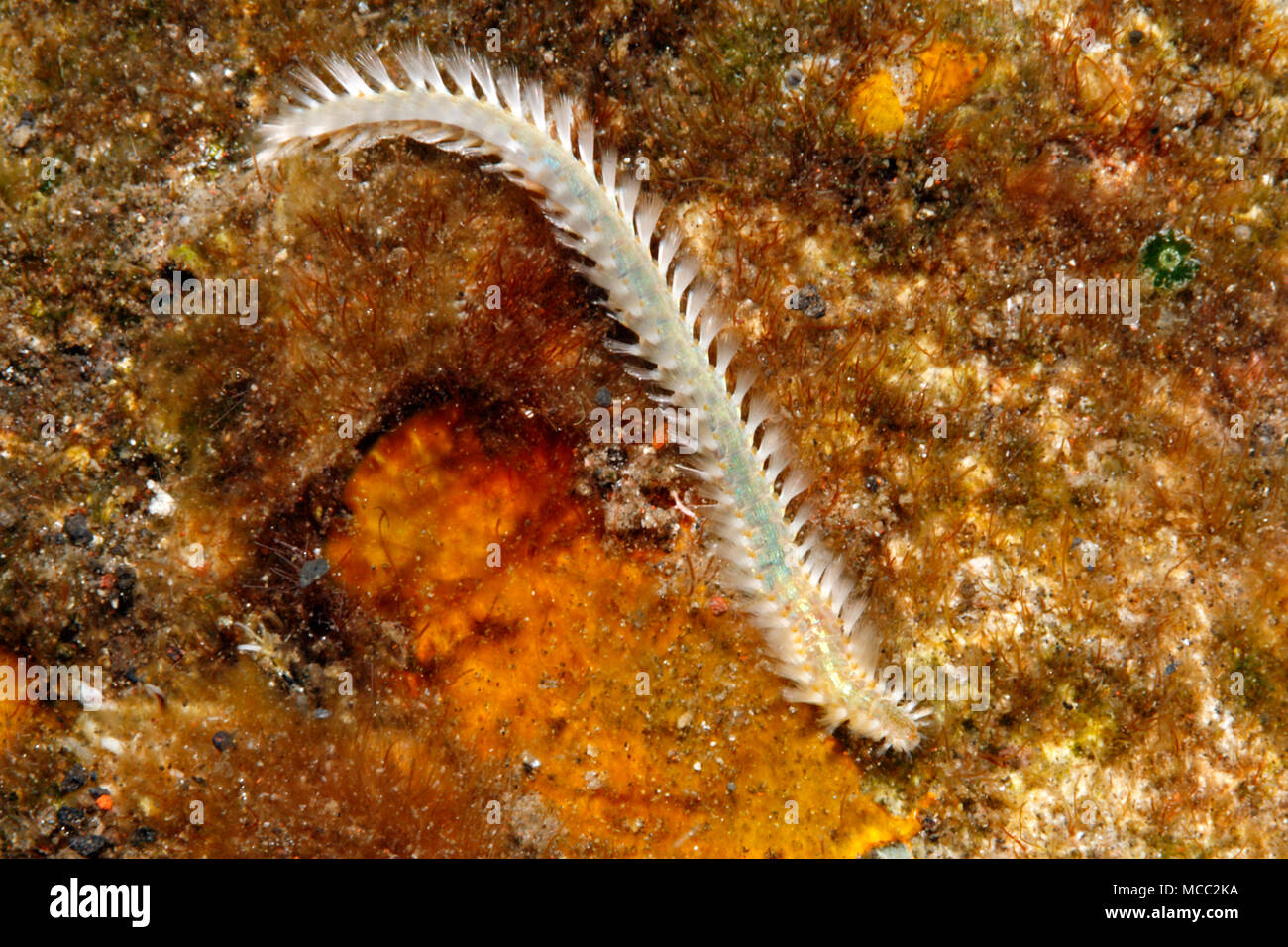 Fireworm, or Bristleworm, possibly Eurythoe complanata, or Chloeia sp, or Pherecardia sp.Tulamben, Bali, Indonesia. Bali Sea, Indian Ocean Stock Photo