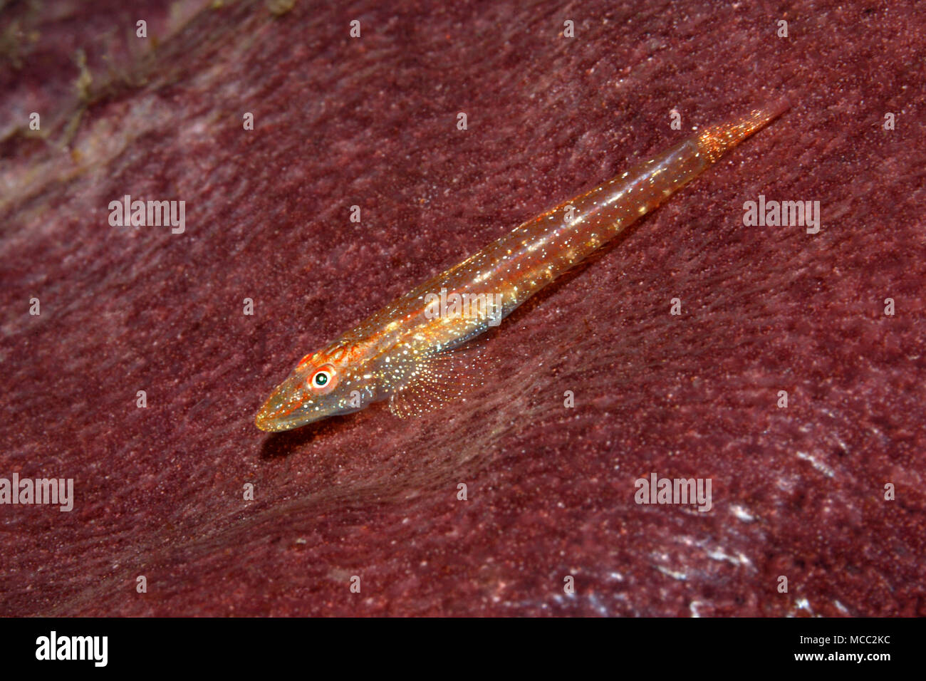 Slender Spongegoby, Phyllogobius platycephalops. Also known as Flathead Goby. This species is  commensal on sponges of the genus Phyllospongia. Stock Photo