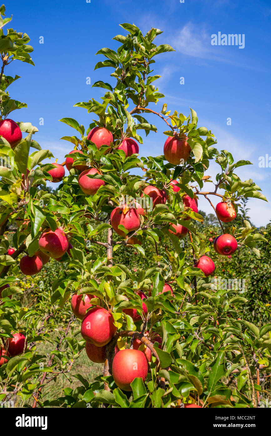 fruit ladden apple trees shortly before harvest at Thornbrooks Orchards, Nashdale near Orange, Central West New South Wales, Australia Stock Photo