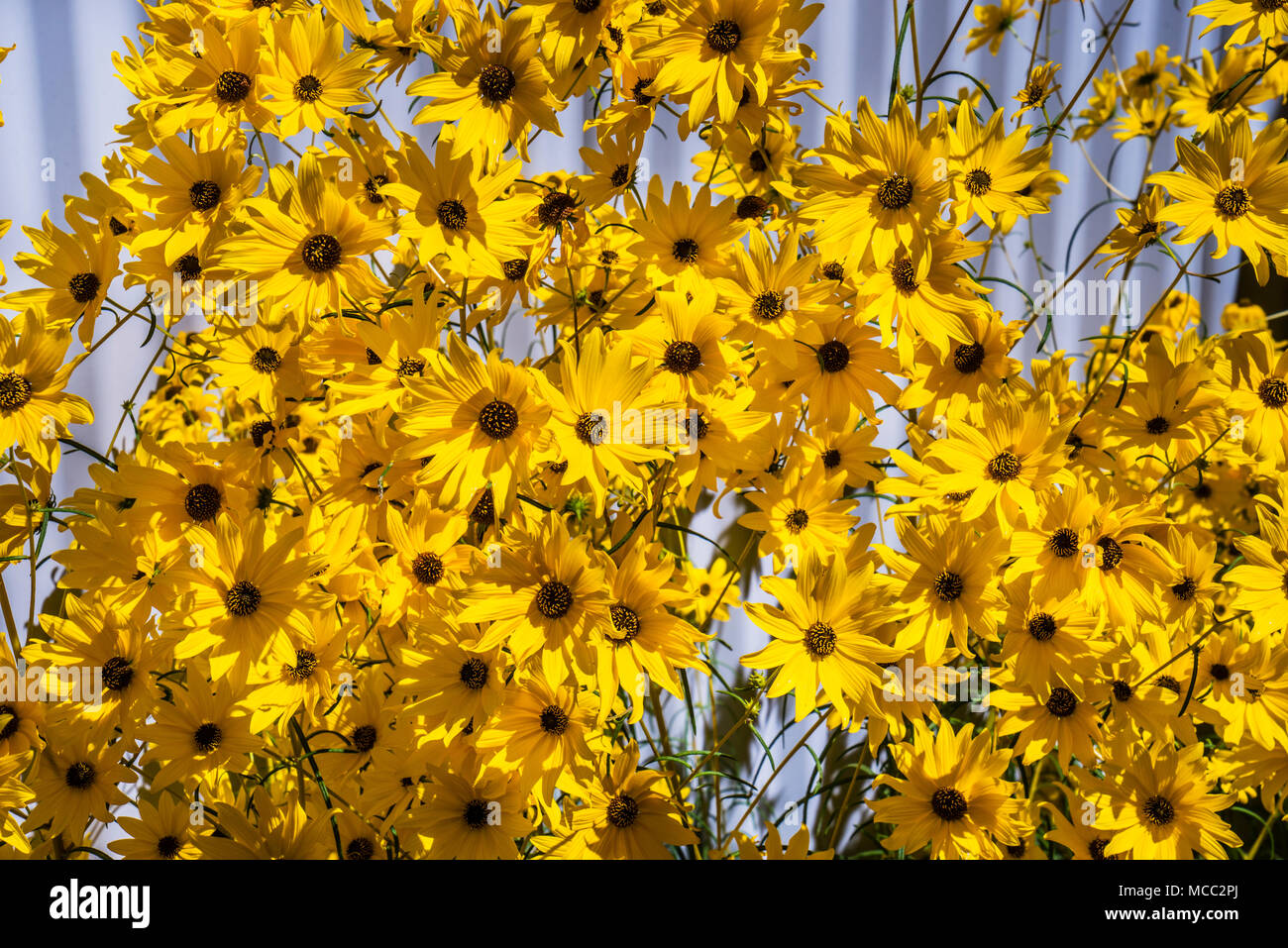 golden glow of a black-eyed Susan flower display at the Organge Botanic Gardens, Central West New South Wales, Australia Stock Photo