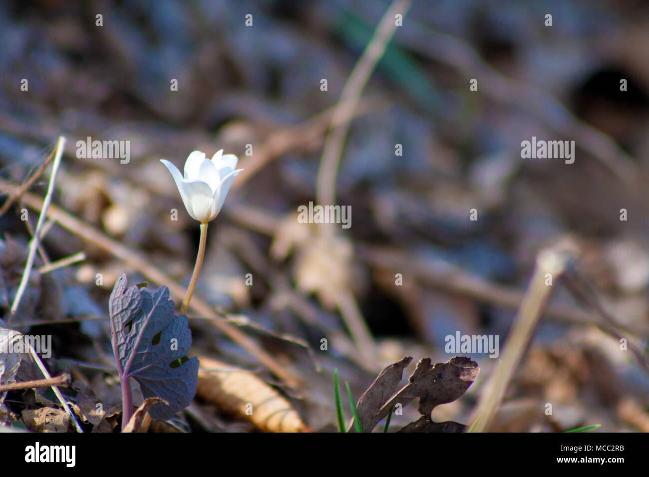New wildflower blooming Stock Photo Alamy