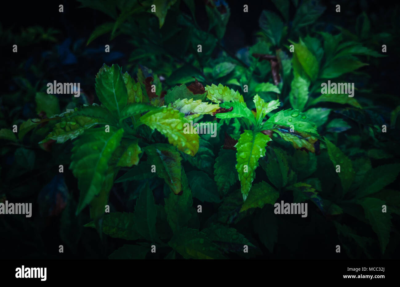 green leafs with rain drops background Stock Photo - Alamy