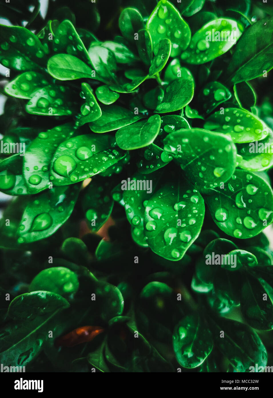 green leafs with rain drops background Stock Photo - Alamy