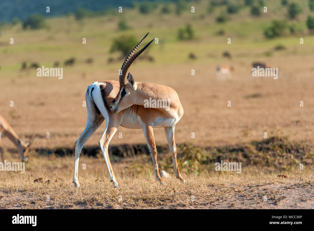 Thomson's gazelle on savanna in National park of Africa Stock Photo - Alamy