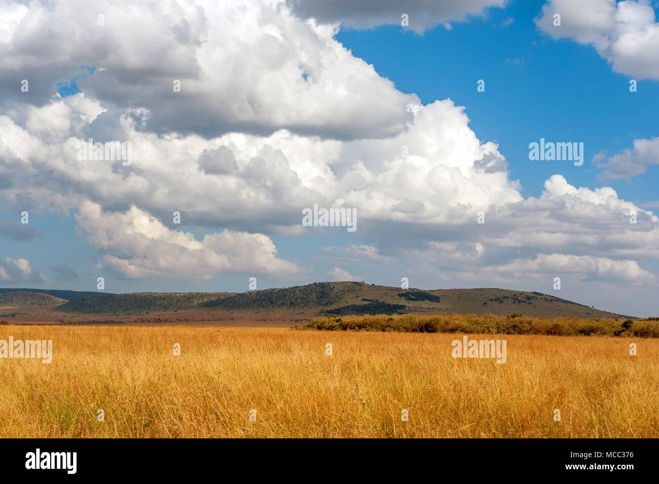 Africa Savannah Acacia High Resolution Stock Photography and Images - Alamy