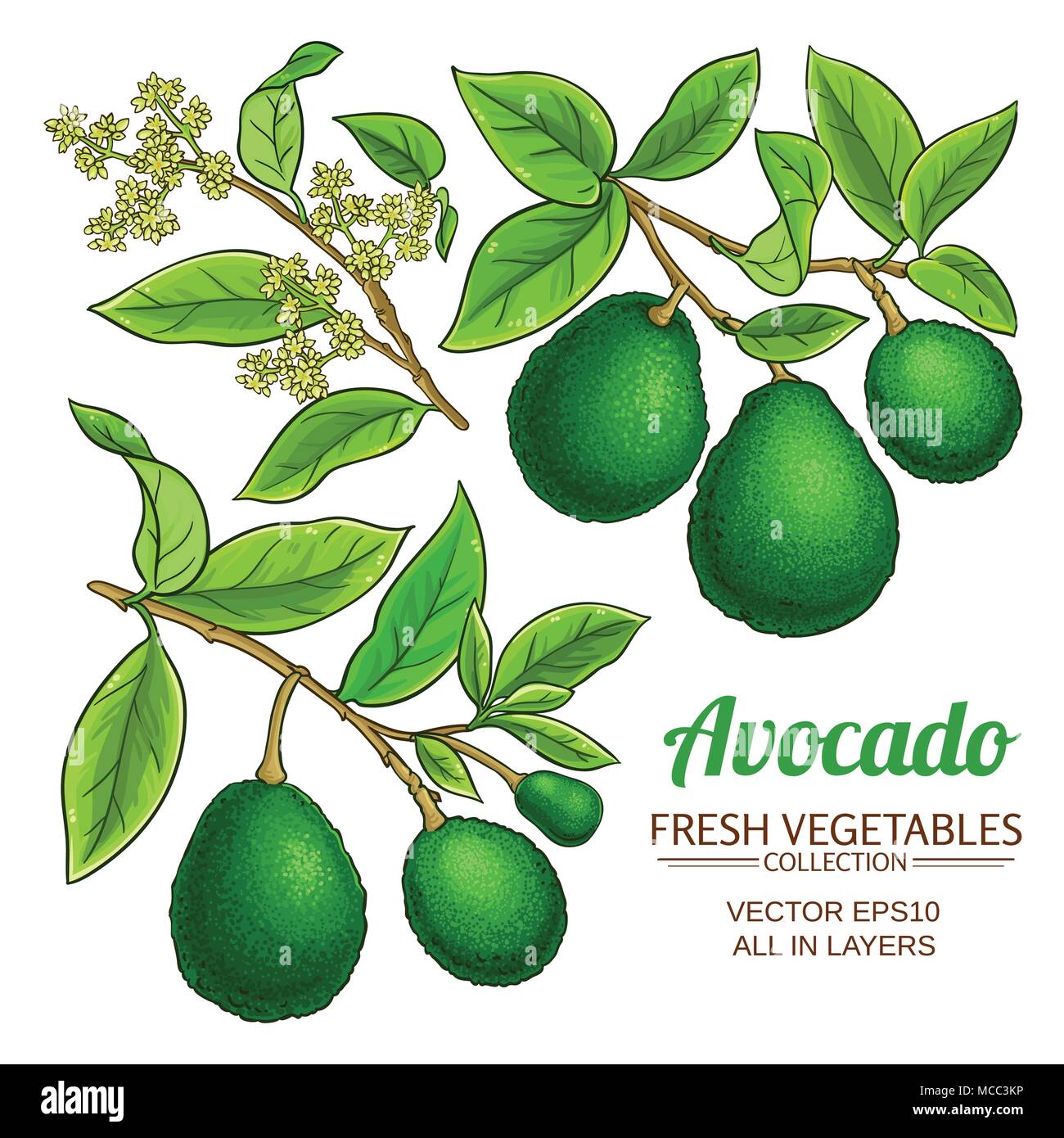 avocado branches vector set on white background Stock Vector Image ...