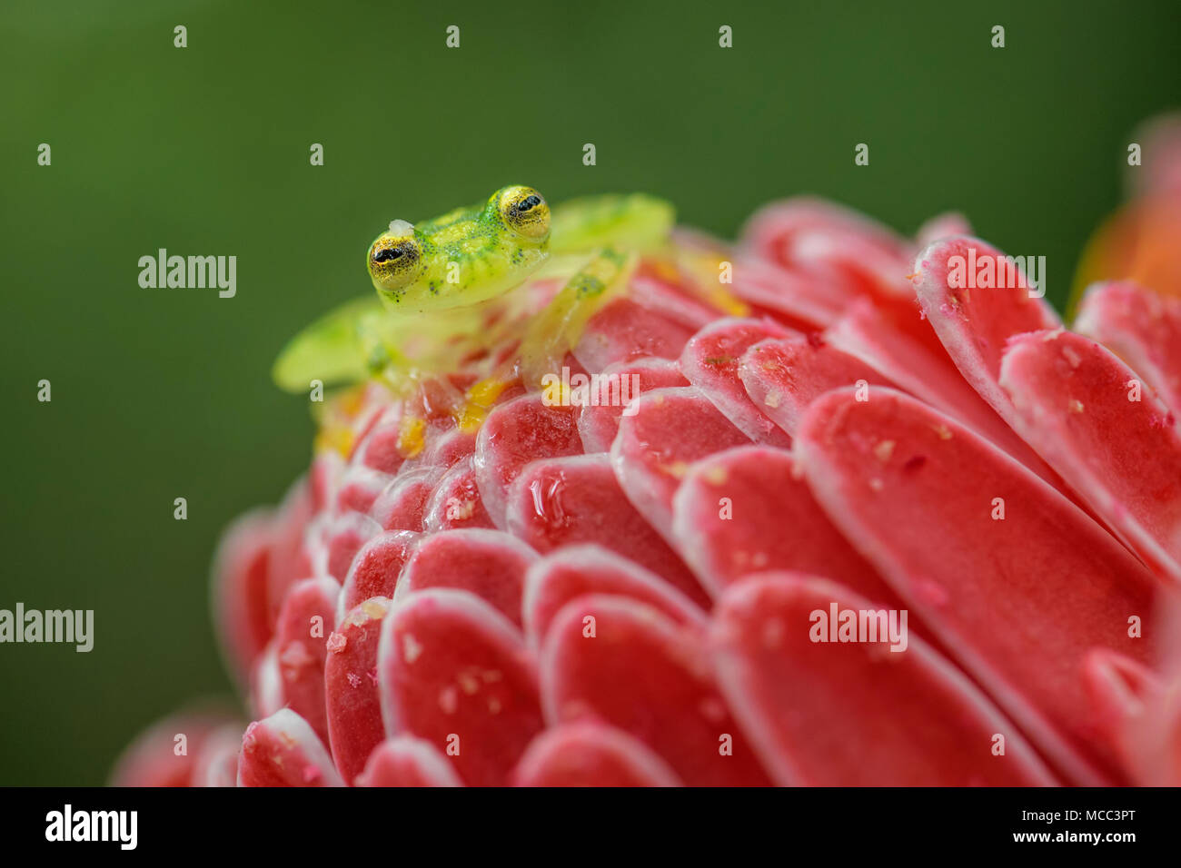 Reticulated Glass Frog Hyalinobatrachium valerioi, beautiful small