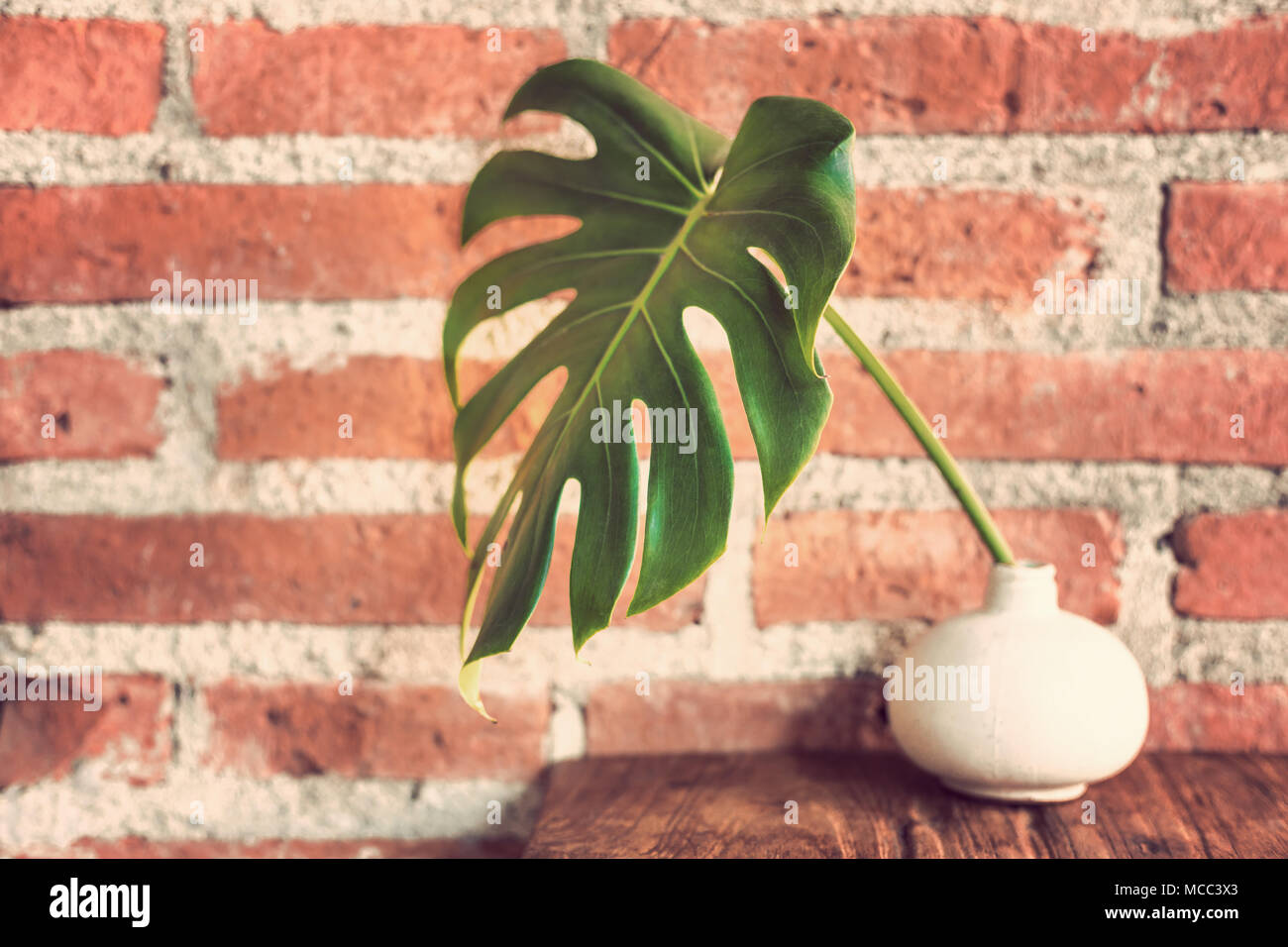 Big green leaf in a small white vase sitting on wood table against rough brick wall, vintage retro color tone, good backgroud for earth tone theme Stock Photo