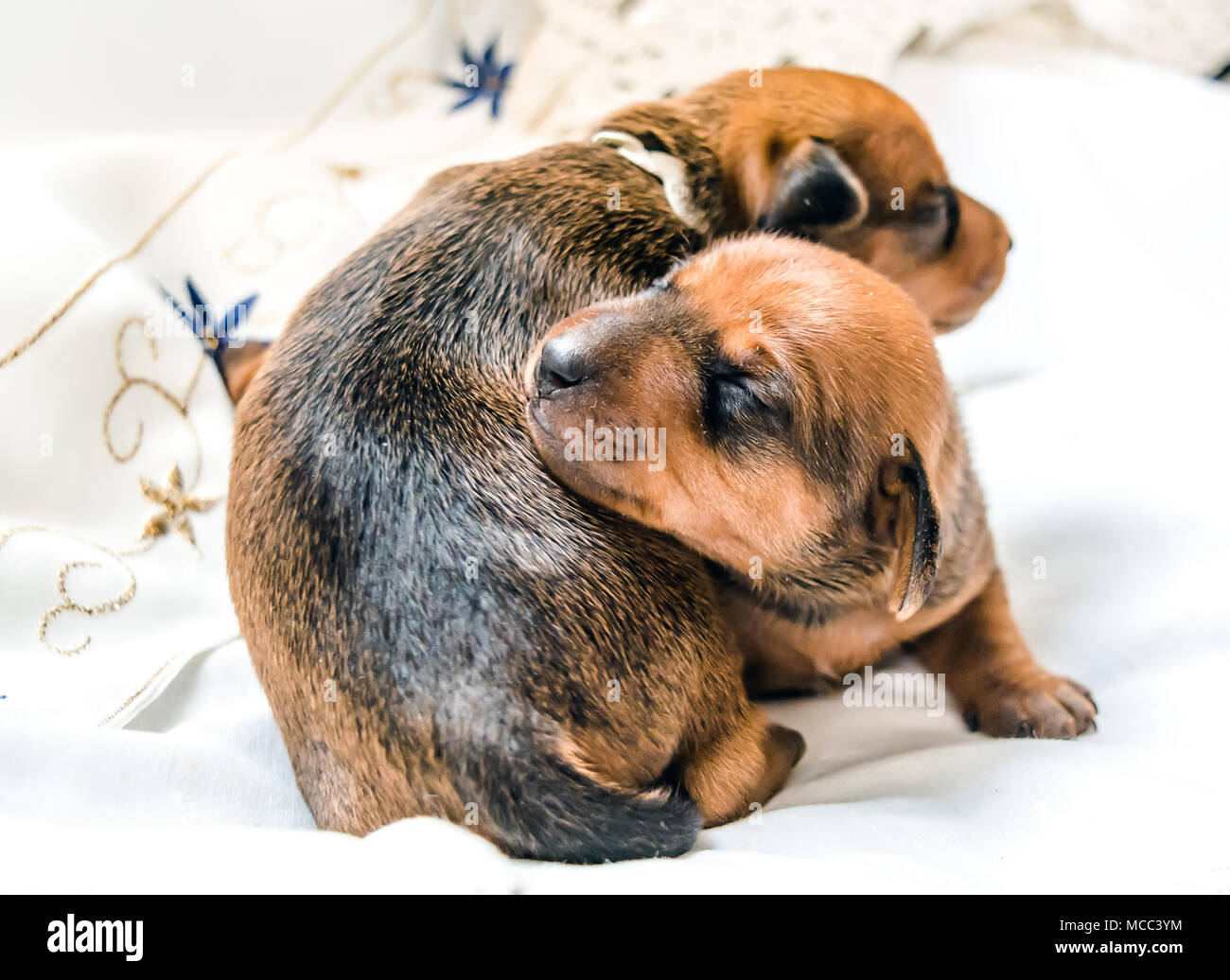 newborn miniature pinscher puppies